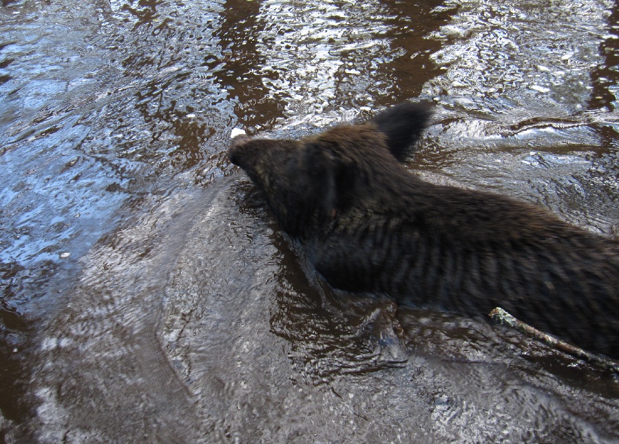wild boar swimming