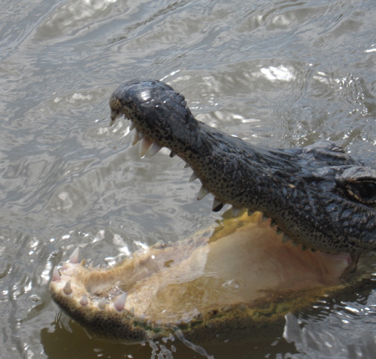 alligator open mouth
